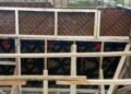 Asoukor bridge project remains ongoing despite rainfall disruptions-Kwakye Ofosu