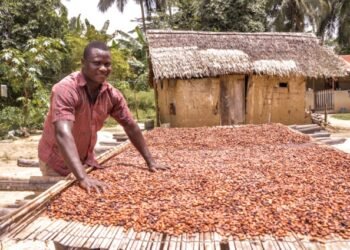 Koomson hails new Cocoa Law as major victory for farmers