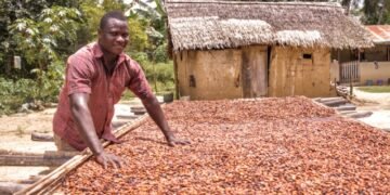 Koomson hails new Cocoa Law as major victory for farmers