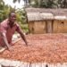 Koomson hails new Cocoa Law as major victory for farmers