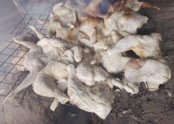 V/R:Awakpeta residents collect illegally dumped frozen chicken in Ho