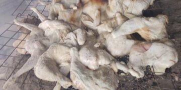 V/R:Awakpeta residents collect illegally dumped frozen chicken in Ho