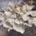 V/R:Awakpeta residents collect illegally dumped frozen chicken in Ho