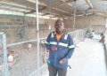 Nkoko Nkitinki gives welder new livelihood as poultry farmer