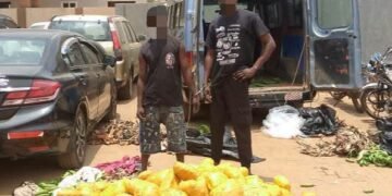 Dawhenya: Two arrested as police seize 692 parcels of suspected Indian hemp