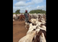 Energy Minister John Jinapor spends time with Malik Basintale at farm