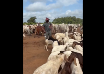 Energy Minister John Jinapor spends time with Malik Basintale at farm