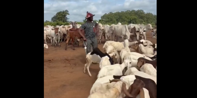 Energy Minister John Jinapor spends time with Malik Basintale at farm