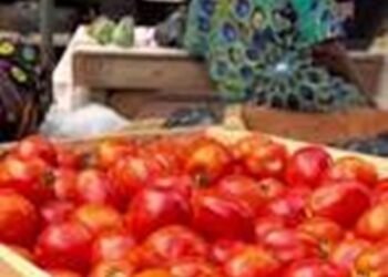 Ghana to launch tomato self-sufficiency initiative in Anloga