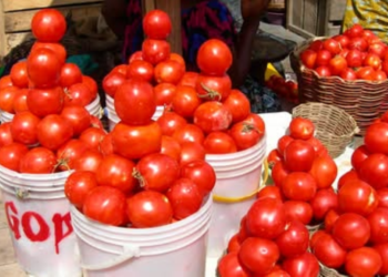Ghana to launch tomato self-sufficiency initiative in Anloga