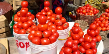 Ghana to launch tomato self-sufficiency initiative in Anloga