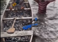 Over 10,000 fish reportedly die at Hebron Prayer Camp Farm amid sewage pollution concerns