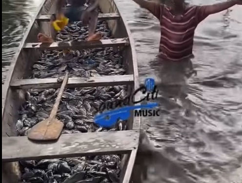 Over 10,000 fish reportedly die at Hebron Prayer Camp Farm amid sewage pollution concerns