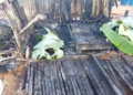 W/R: Three-week-old baby among four family members killed in Apemanim No. 2 fire