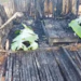 W/R: Three-week-old baby among four family members killed in Apemanim No. 2 fire